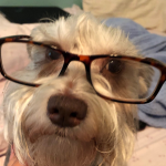 hazel