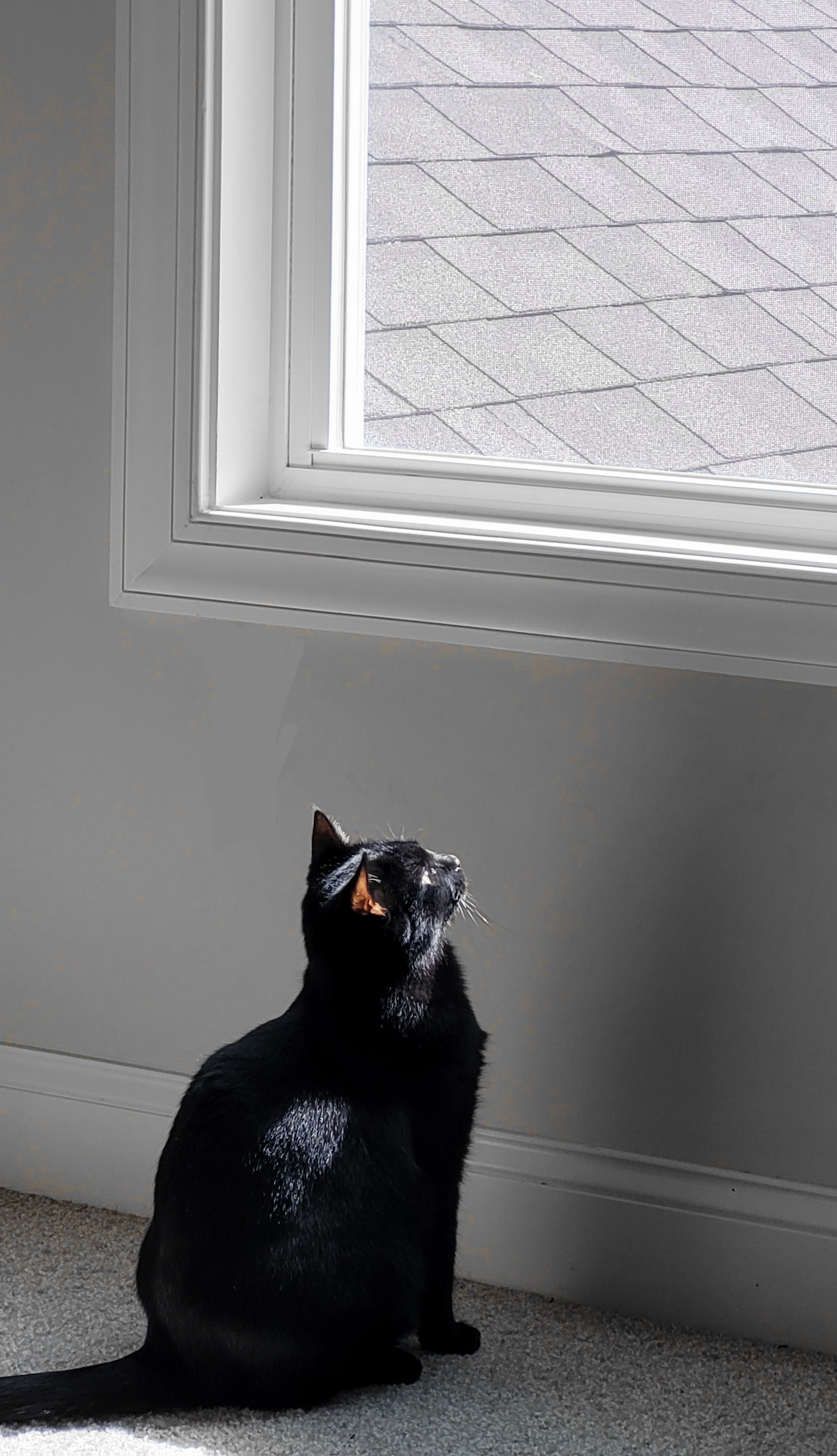 Disco Kitty looking out a window